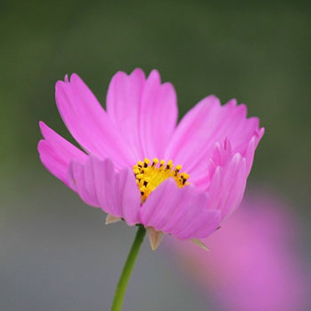 Cosmos Flower
