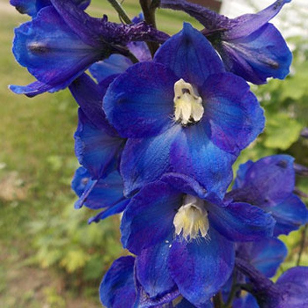 Delphinium Flower