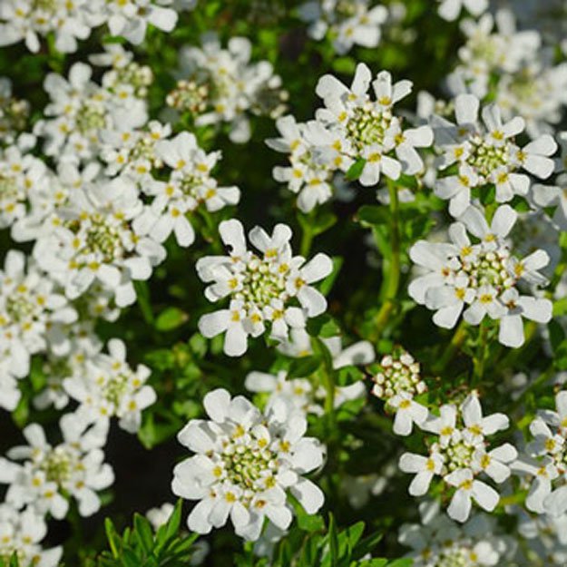 Evergreen Candytuft Flower