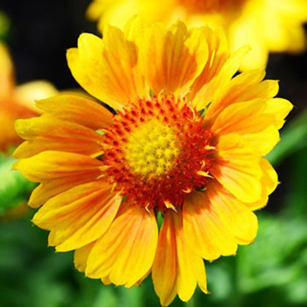 Gaillardia Flower