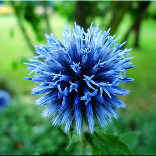 Globe Thistle Flower