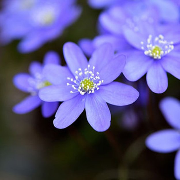 Hepatica Flower