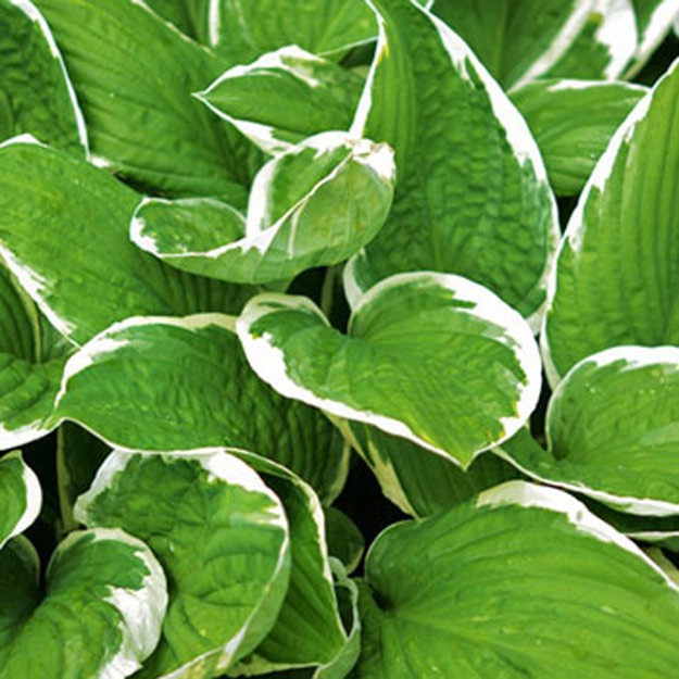 hosta Flower