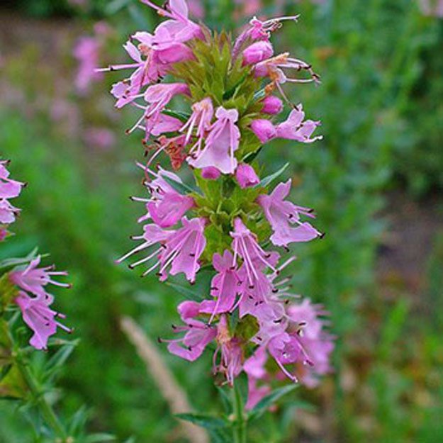 hyssopus Flower