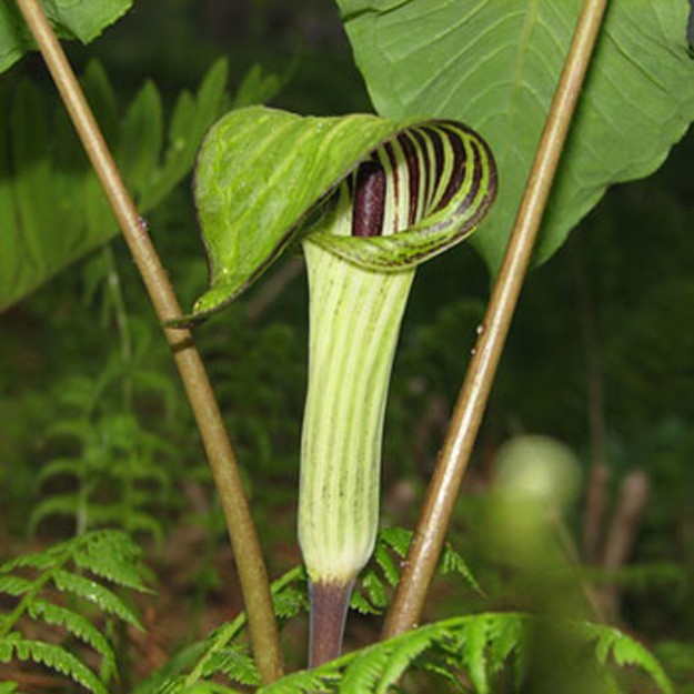 Jack in the pulpit Flower