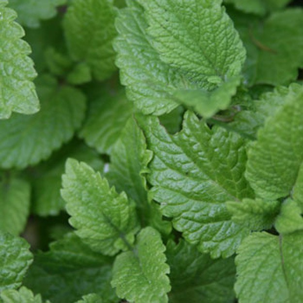 lemon balm Flower
