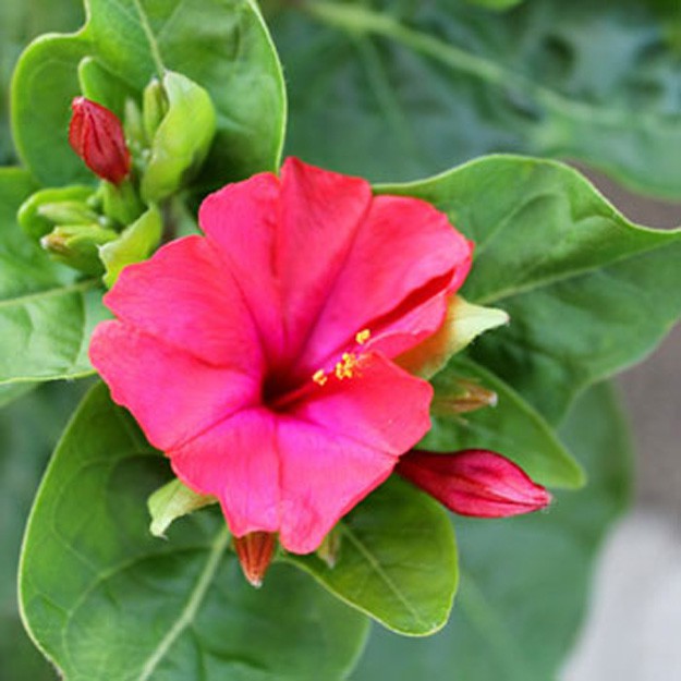 mirabilis Flower
