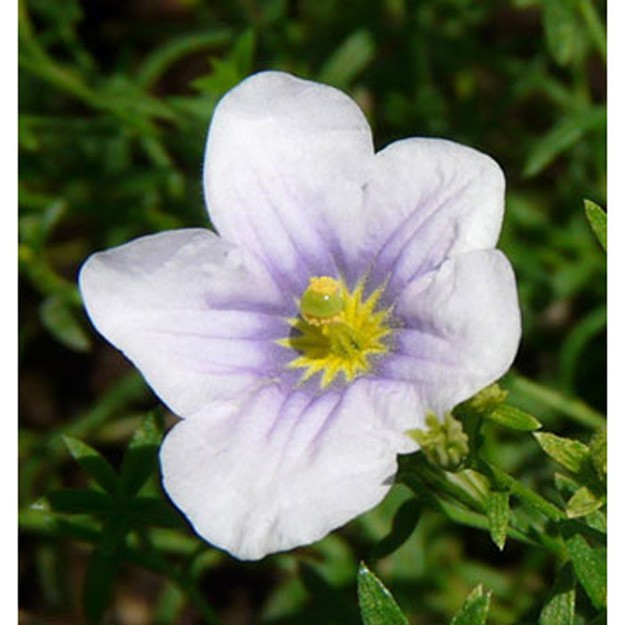 nierembergia Flower