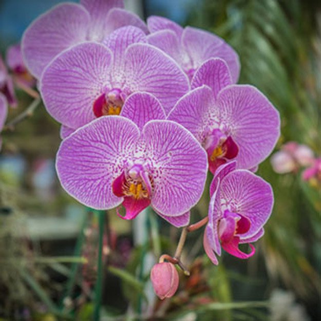 orchid Flower