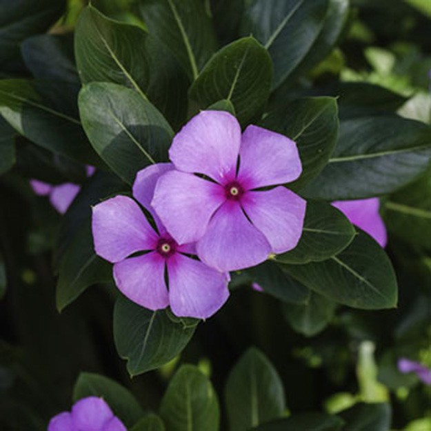 periwinkle Flower