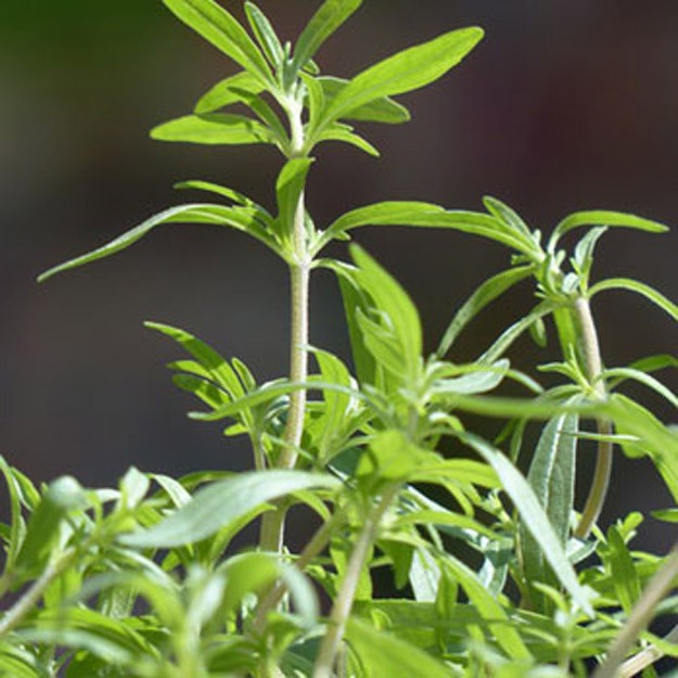 summer savory Flower