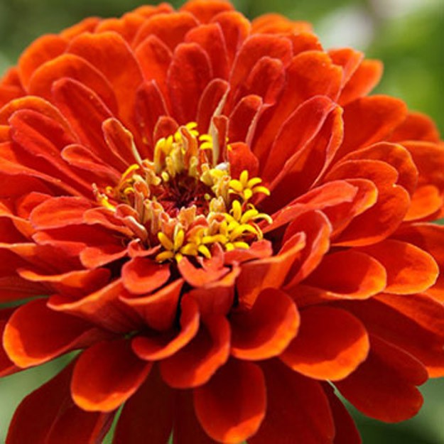 zinnia Flower