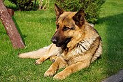 german sheperd | Homesteading Hounds: A Farmers Best Friend