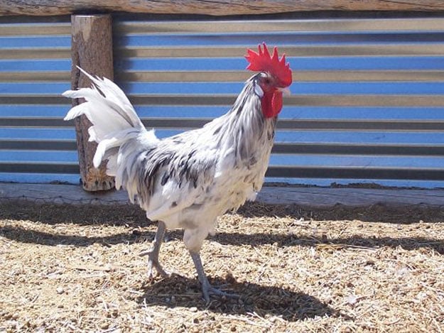 Prairie Homestead | 23 Best Homesteading Websites and Blogs