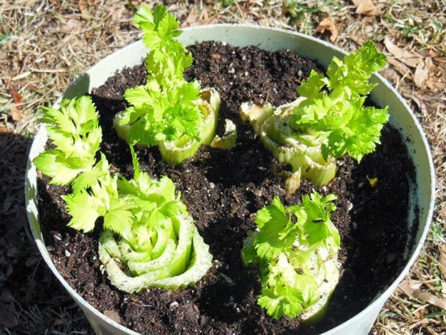 Summer Acres | 23 Best Homesteading Websites and Blogs