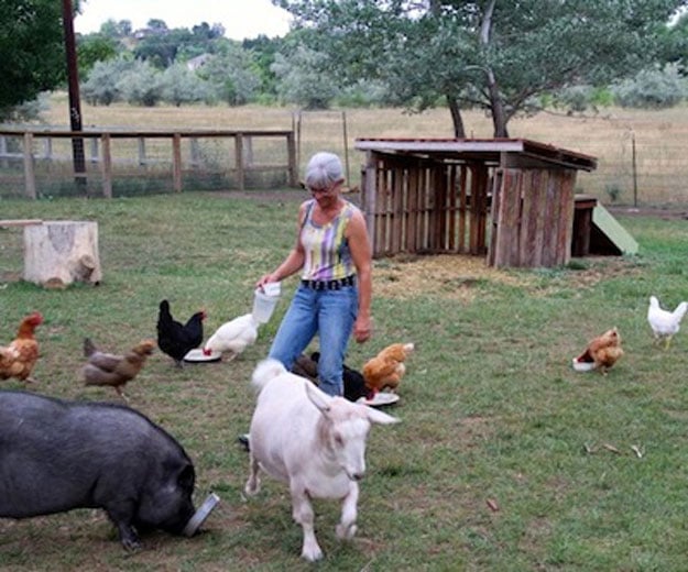 The Chicken Mama | 23 Best Homesteading Websites and Blogs