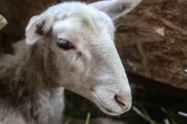 The Elliot Homestead | 23 Best Homesteading Websites and Blogs
