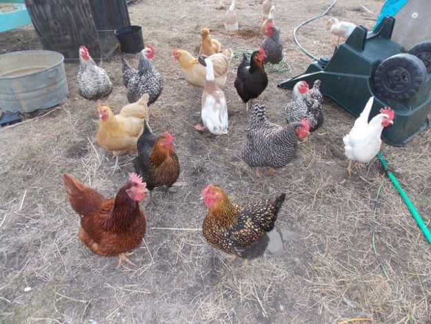 The Homesteading Hippy | 23 Best Homesteading Websites and Blogs