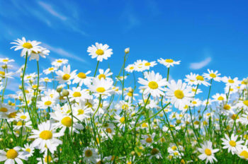 25 Flowers to Plant for Summer Summer Flowers | 20 Garden Tips And Hacks That Will Help You Become a Gardening Expert
