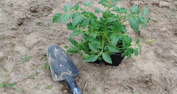 Planting Tomatoes