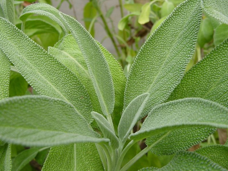 Sage | Healing Herbs And Spices To Grow In Your Garden 