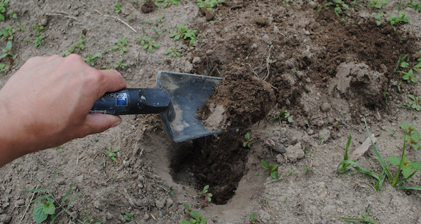 Tomato Planting