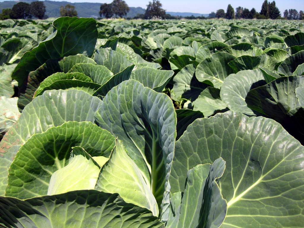 cabbage | Fastest Growing Vegetables That You Should Plant In Your Garden | growing crops