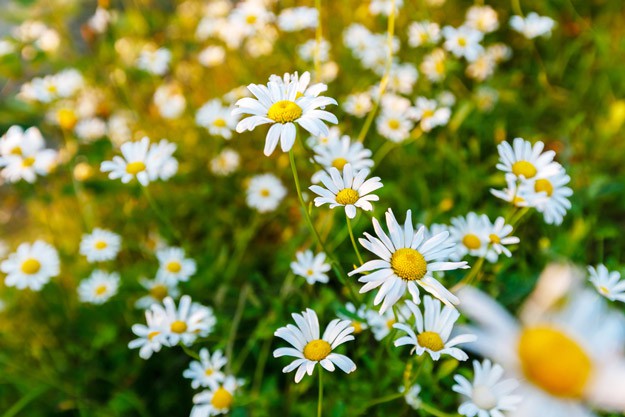 Chamomile | Top 5 Medicinal Herbs To Grow At Home | Homesteading Tips
