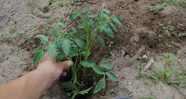 Tomato Planting