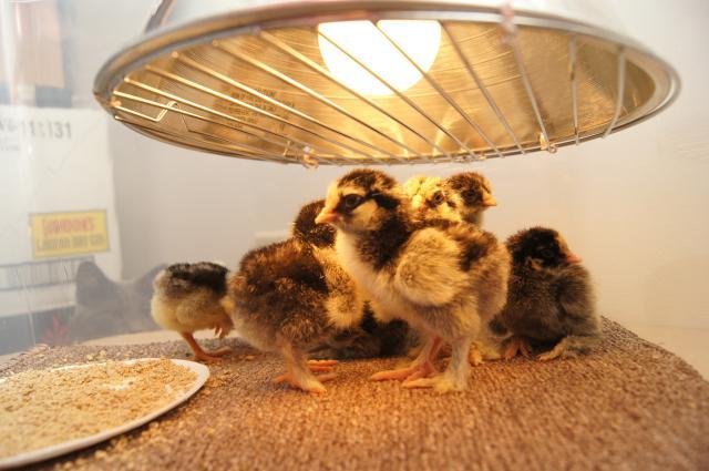 Step 5: Set Up Heat Lamp | Setting Up A Chicken Brooder Step 5: Set Up Heat Lamp | Setting Up A Chicken Brooder