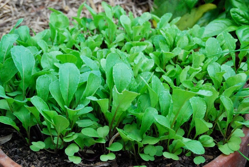 Arugula | Delectable Edibles You Can Grow In Your Indoor Winter Garden