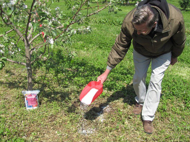 Fertilizing Trees | Ultimate Tree Care Guide For Homesteading