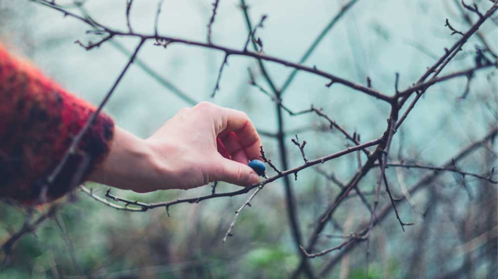 A female hand is picking a berry from a bush in the winter | The Top Winter Survival Plants You NEED to Have on Hand | featured