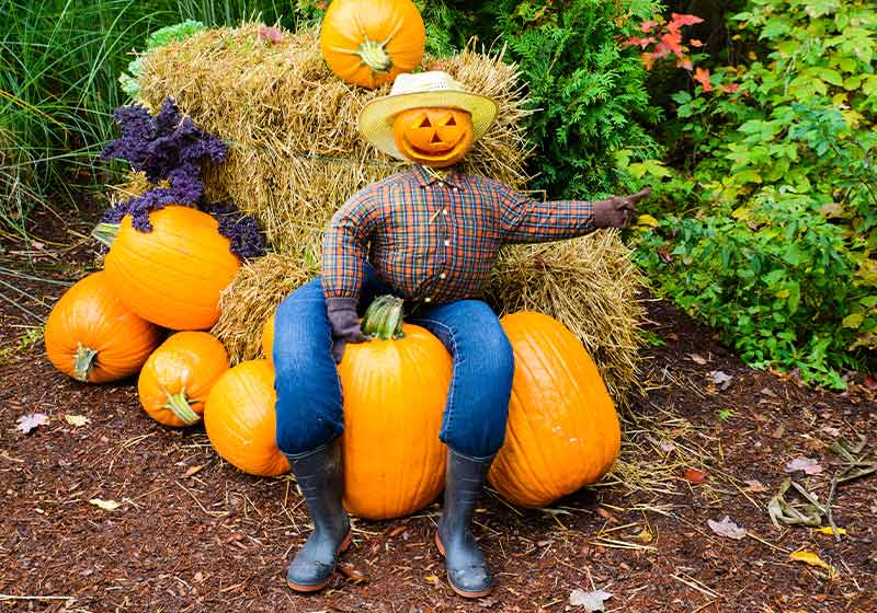 A welcoming scarecrow with a grinning Jack-o-lantern head sits on a pumpkin pile |. outdoor garden scarecrow