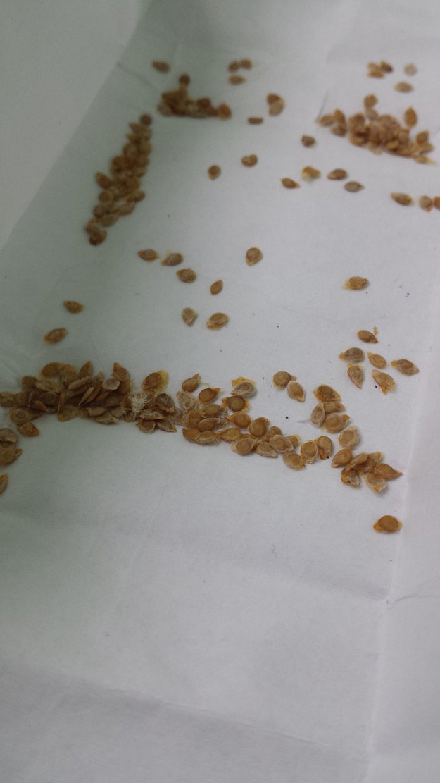 Tomato Seeds | All About Tomatoes: Your Spring Growing Guide | Homesteading Tips