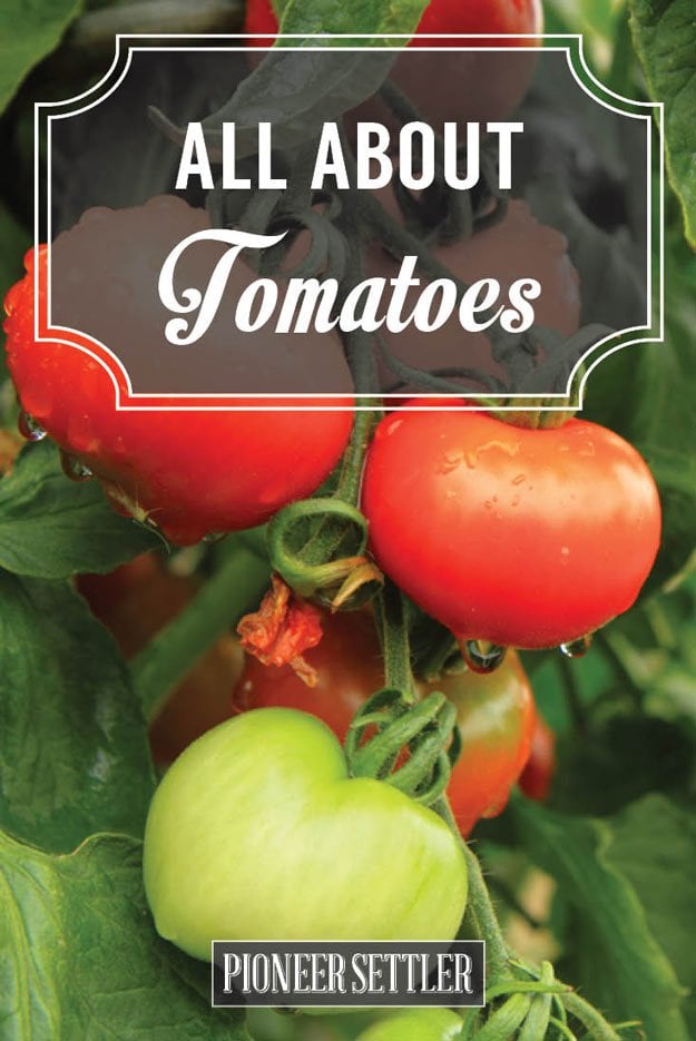 All About Tomatoes: Your Spring Growing Guide | Homesteading Tips
