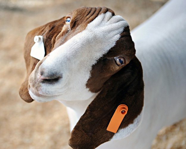 All You Need To Know About Goat Ear Tags