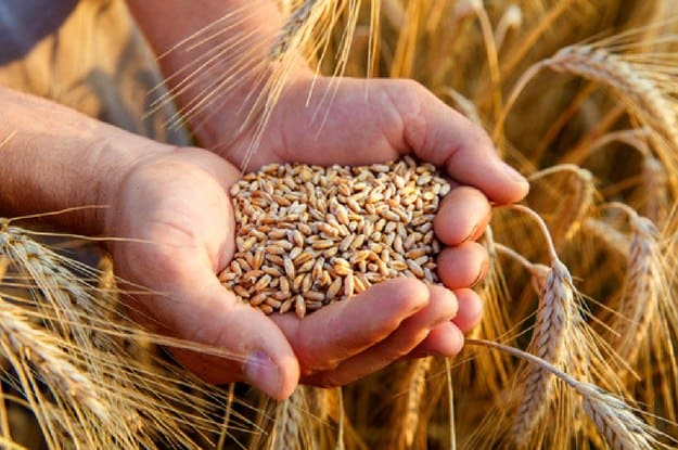 What's The Fuss With Ancient Grains? | A Guide To Ancient Grains For Homesteaders | Homesteading Today