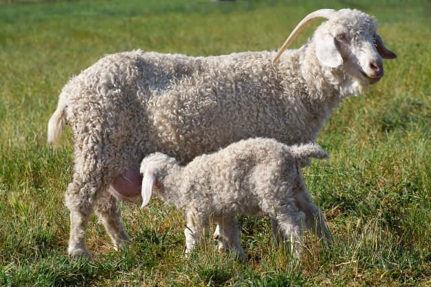 angora-goats Non-Traditional Farm Animals | 10 Uncommon Animals Found on The Farm