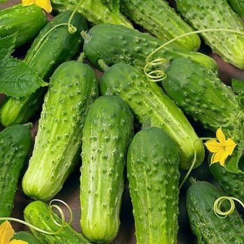 Atlanta, Georgia Zone 7b/8a | Determining Your Gardening Zone | Homesteading Guide