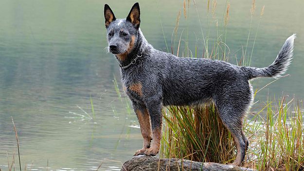 Australian Cattle Dog | Top Working Dog Breeds For Country Living [Infographic]
