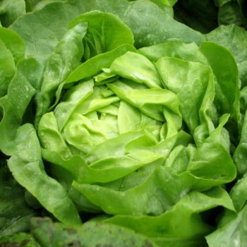 Baltimore, Maryland Zone 7b/8a | Determining Your Gardening Zone | Homesteading Guide