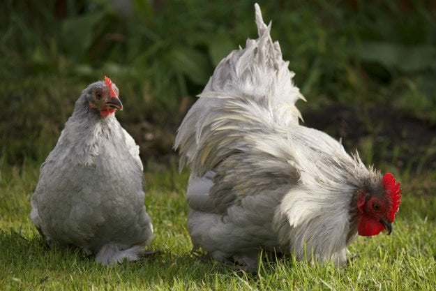 bantam-chicken Non-Traditional Farm Animals | 10 Uncommon Animals Found on The Farm