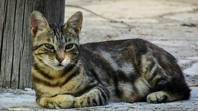 barn cats