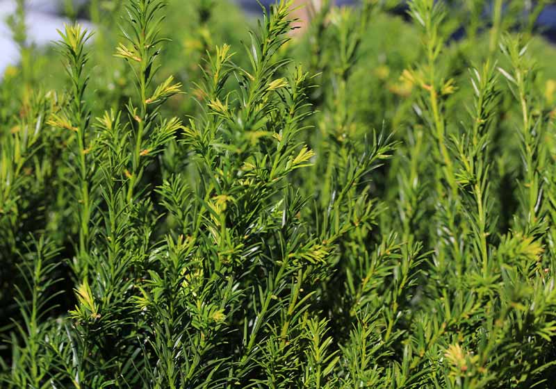 Beautiful yew in sunny September | winter plants 