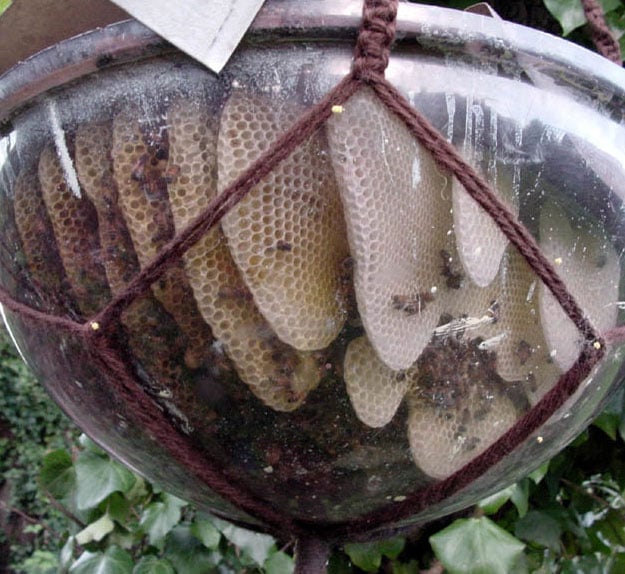 Make a Bubble Hive For your Backyard Bees Bubble Hive What's The Buzz On Bees? | Beekeeping Info For Savvy Homesteaders