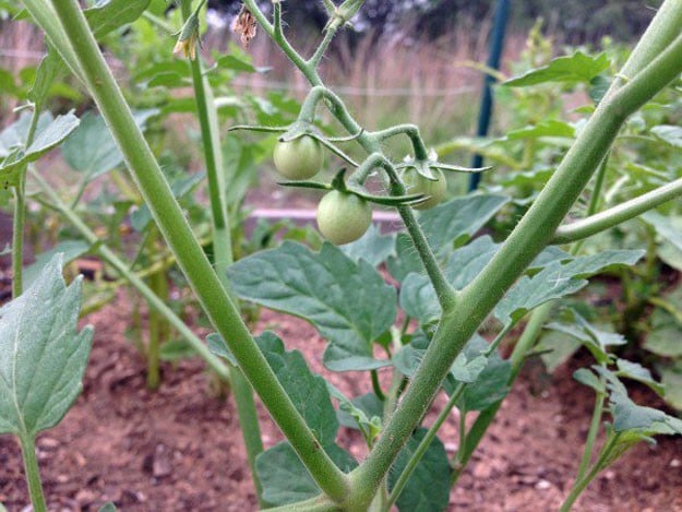 Free Range | Best Homesteading Websites and Blogs