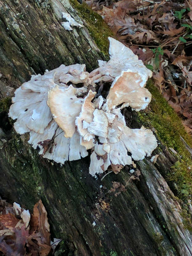 Mushroom | Best Loans And Grants For Preppers Or Homesteaders 