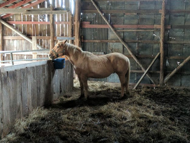 Grants for Buying Livestock | Best Loans And Grants For Preppers Or Homesteaders 