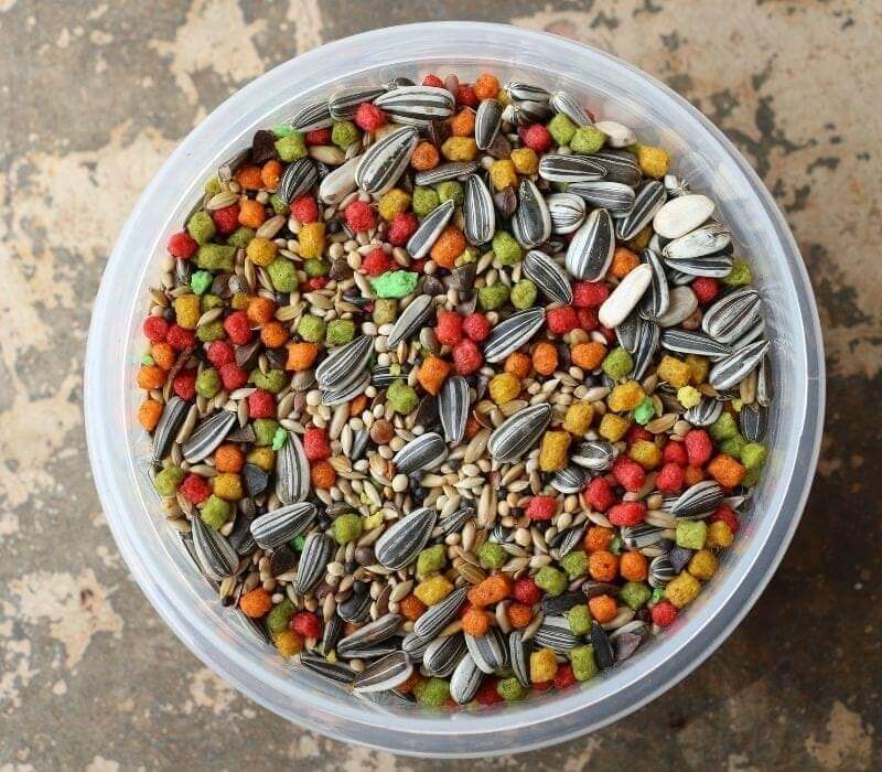 Bird food on plastic bowl | chicken treat balls